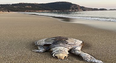Sahilde ölü 2 caretta caretta bulundu