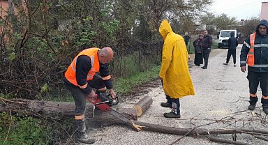 Şiddetli rüzgar ağaçları devirdi