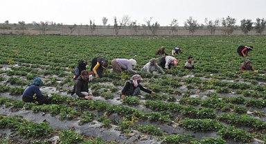 Silifke çileğinde hasat sezonu başladı