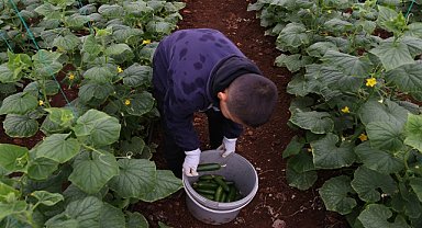 Depremzede çiftçiler salatalık hasadına başladı