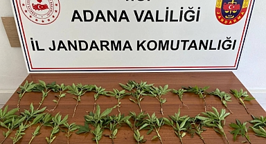 Mısır tarlasında 46 kök kenevir bulundu