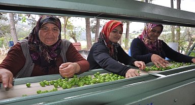 Örtü altında erik hasadı devam ediyor