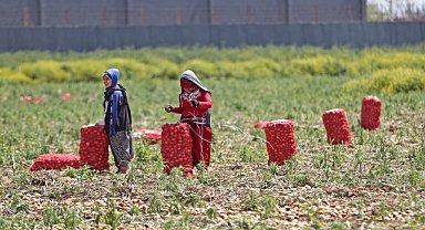 Soğan fiyatlarının hasattaki artışla gerilemesi bekleniyor