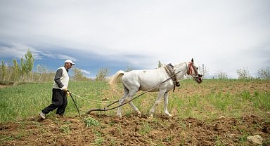 Engebeli arazileri atlarla sürülüyor