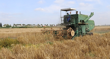 Adana’da yeni buğday ve arpa çeşitleri geliştirildi