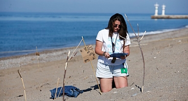 Caretta caretta yuvaları kayıt altına alınıyor