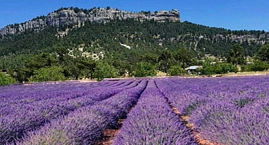 Tapan lavantası tescillendi
