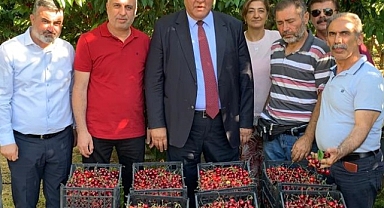 Kiraz üreticisi kan ağlıyor