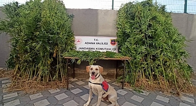 Mısır tarlasında kenevir yetiştirdiler