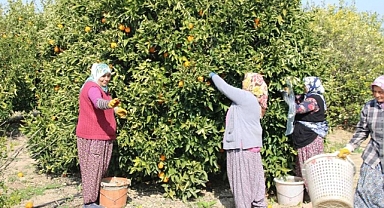 Tarım işçisi günlük yevmiye fiyatı 405 TL