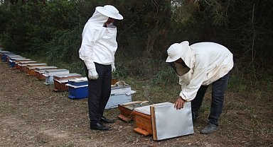 Adana'da narenciye balının hasadı başladı