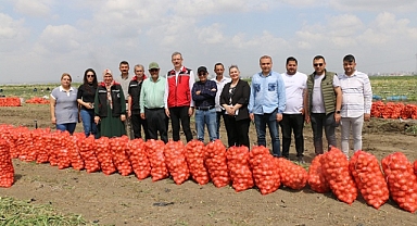 Soğanda erken hasat dönemi