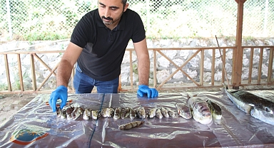 Balıkçılara balon balığı desteği morali