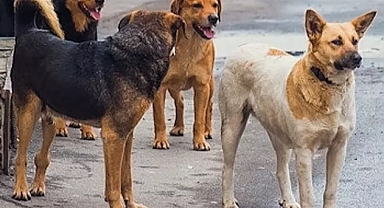 Bu ölümlere göz yumacak mısınız?