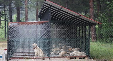 Pozantı’da köpek kısırlaştırma projesi başladı