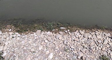 BALIK ÖLÜMLERİ KORKUTUYOR