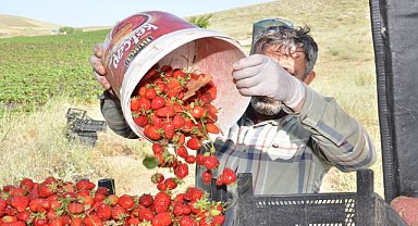 ÇİLEK ÜRETİMİ YÜZLERİ GÜLDÜRÜYOR