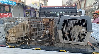SAHİPSİZ KÖPEKLER TOPLANIYOR