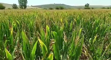 Yedigöze Sulama Sistemi yüzünden mısırlar kurudu