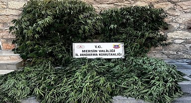 1 kilogram esrar ve 188 kök Hint keneviri ele geçirildi