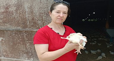 Adana'da yumurtadan 4 ayaklı civciv çıktı