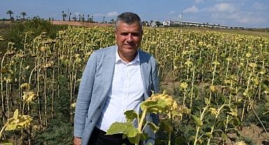 Barut: