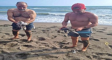 Caretta caretta yavrusu kurtarma operasyonu