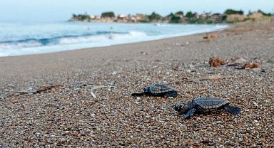 Caretta carettalar mavi sularla buluşmaya başladı