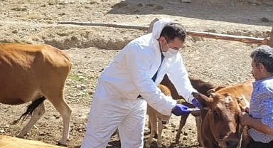 FEKE'DE ŞARBON TEHLİKESİ