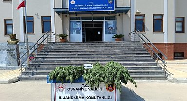 Hint keneviri yetiştiren şüpheli yakalandı