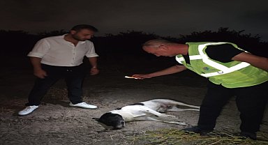 11 köpek ölü bulundu