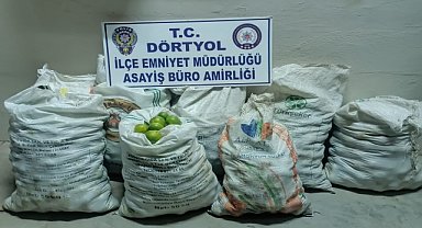 BAHÇEDEN MANDALİNA ÇALDILAR