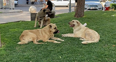 Belediyeler ‘barınak sözünü’ unuttular