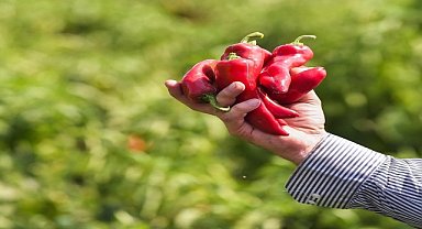 "Karaisalı biberi" coğrafi işaret tescil belgesi aldı