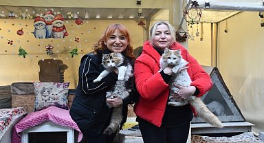 35 kedinin bakımını üstleniyorlar