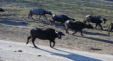 MANDA SÜTÜ GELİR KAPILARI OLDU