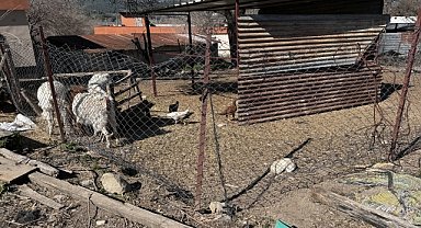 Sahipsiz köpekler 2 keçi yavrusunu yaraladı