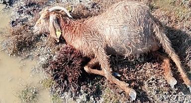 SAHİPSİZ KÖPEKLER 26 HAYVANI TELEF ETTİ