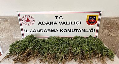 Ceyhan'da 712 kök kenevir ele geçirildi