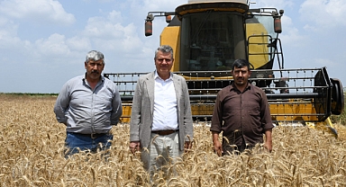 Buğday rekoltesinde korkutan düşüş