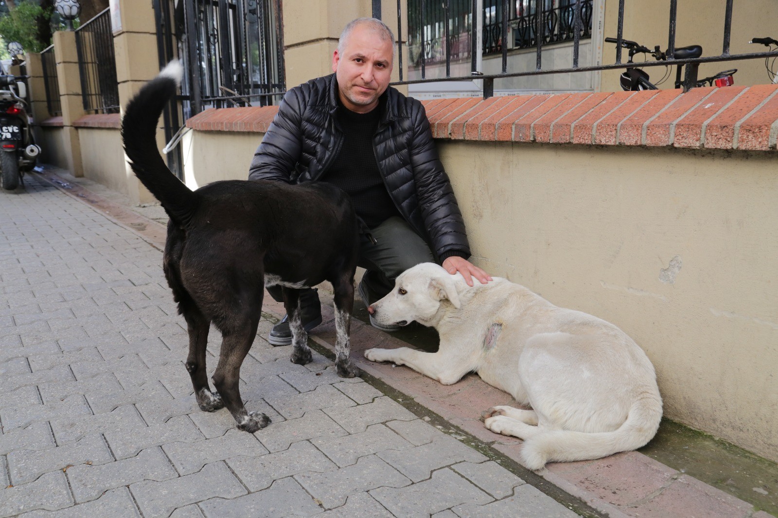 Adana’da köpek bıçaklandı