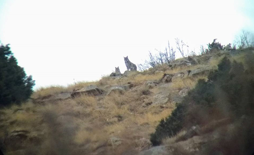 Aladağlar'da bir çift vaşak görüntülendi
