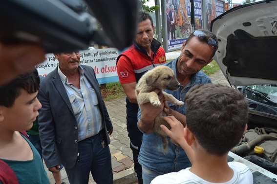 Yavru köpeği kurtarma operasyonu