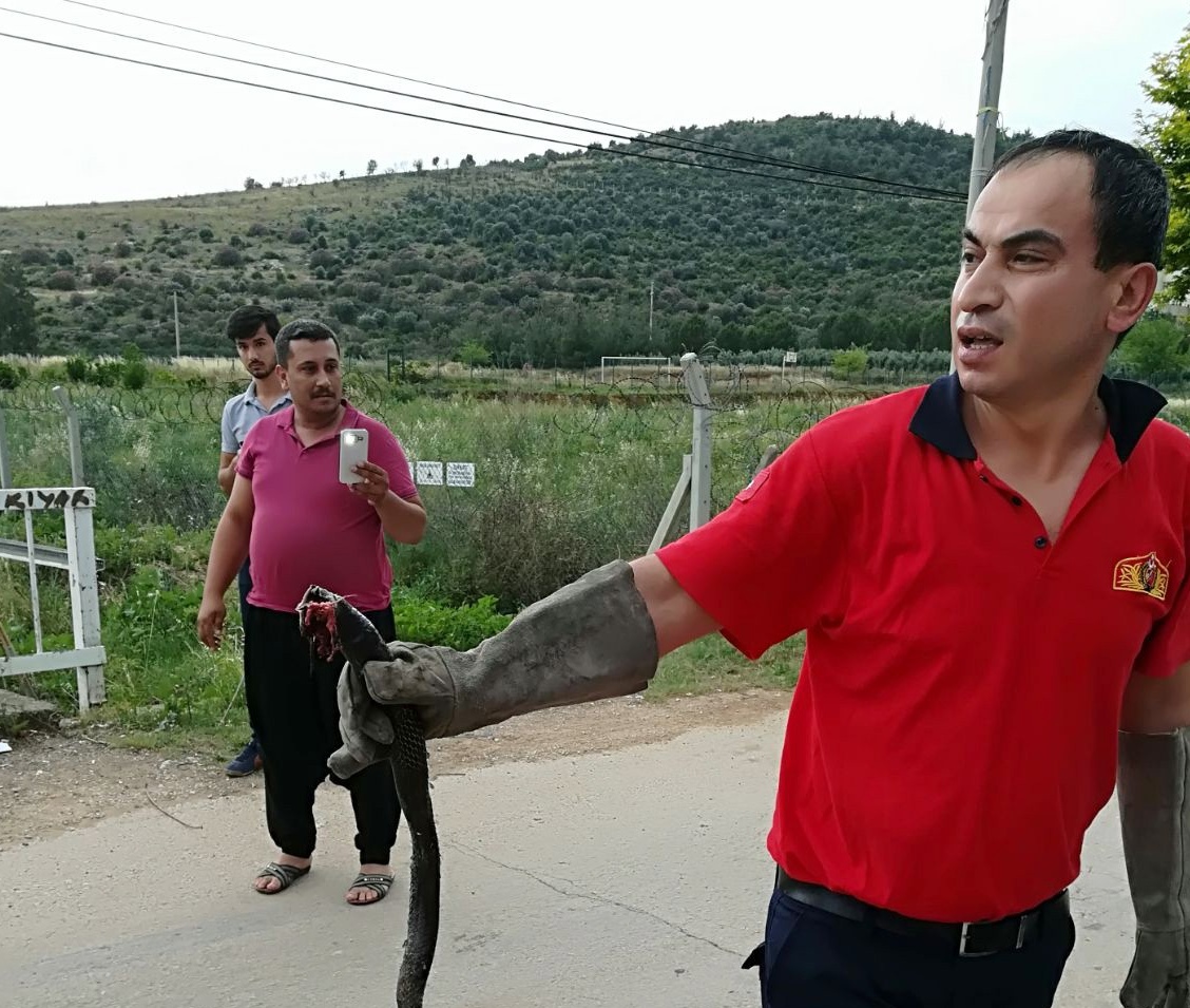 Araç motorunda yılan!