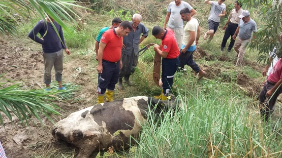 Çamura batan inek kurtarıldı