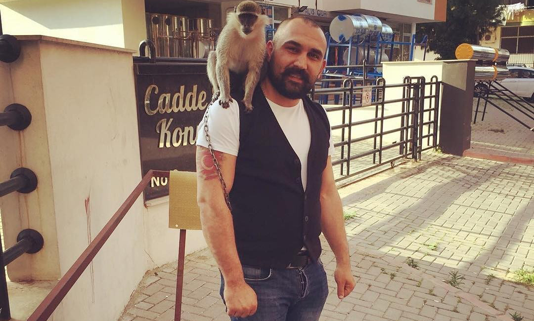 Kaybolan maymununu tarlada sokakta arıyor