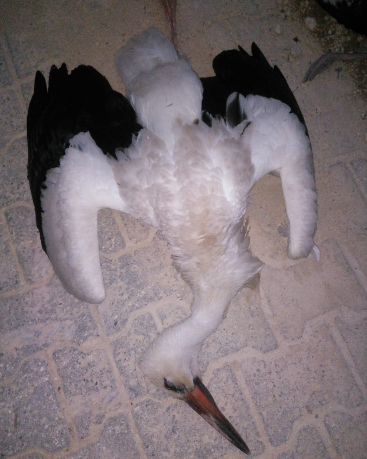 10 leylek telef oldu