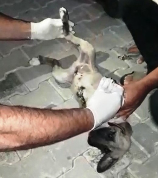 Ayağı kırık köpek için seferberlik