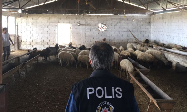 Vatandaşı dolandırıp çiftlik kuran sanığın ifadesi şok etti