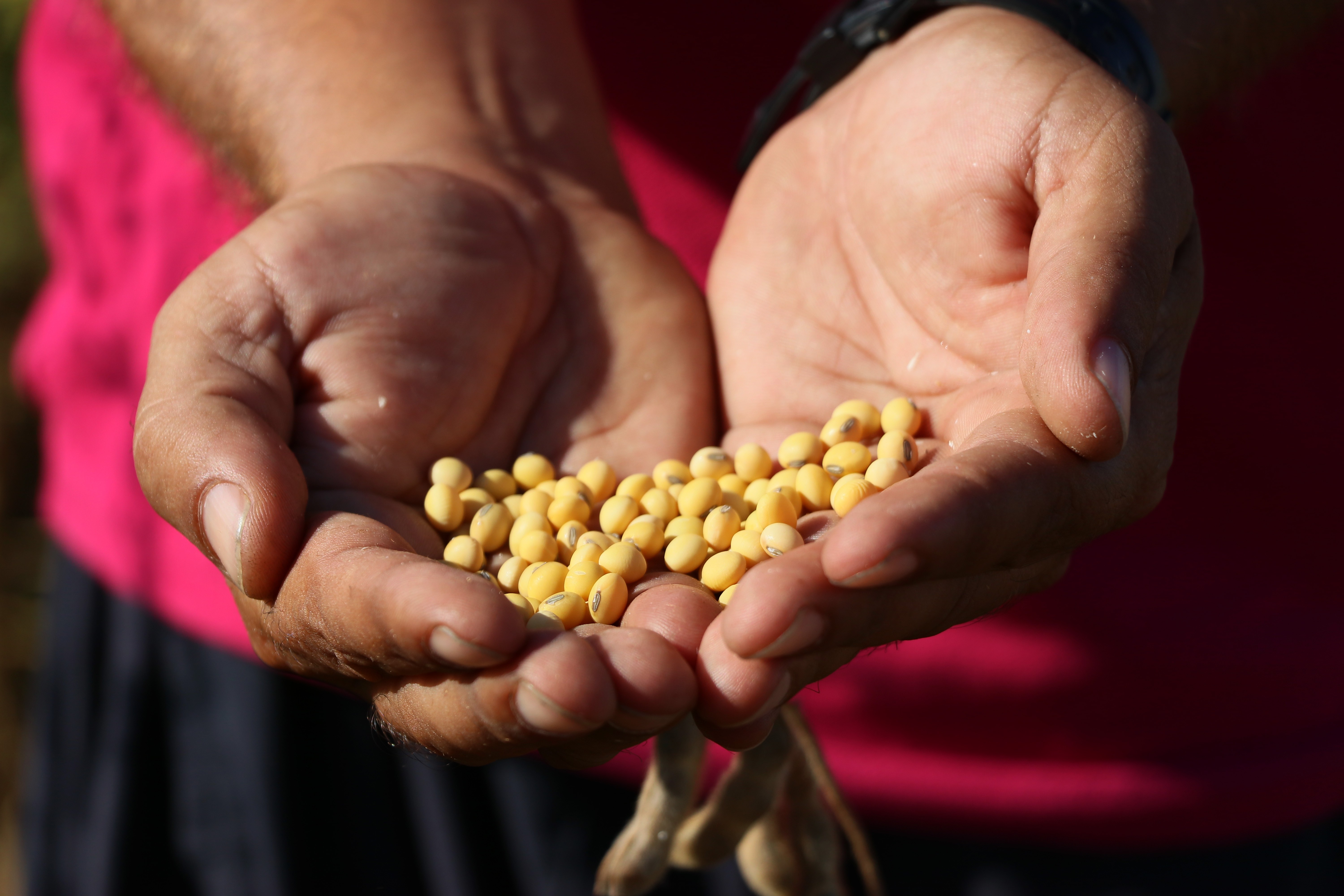 Adana soya üretiminde Türkiye birincisi